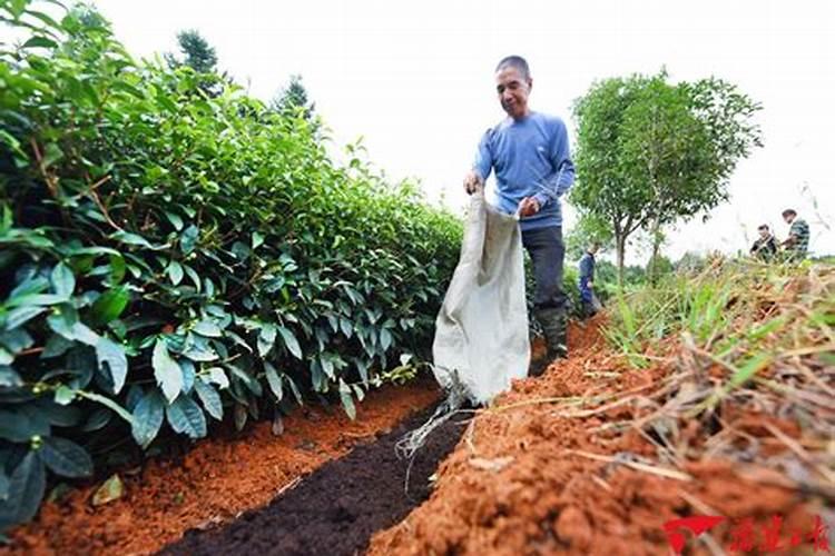粉状有机肥使用情况