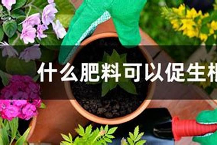 什么肥料对兰花发芽生根开花最好