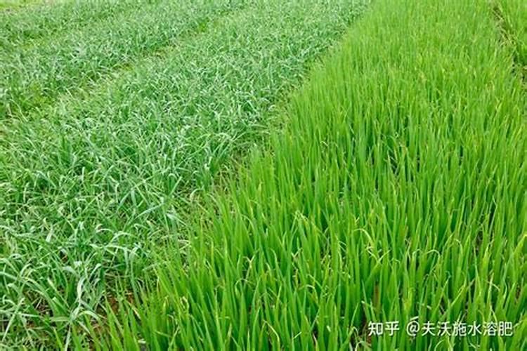 三角梅用什么肥料最好 三角梅用什么肥料好