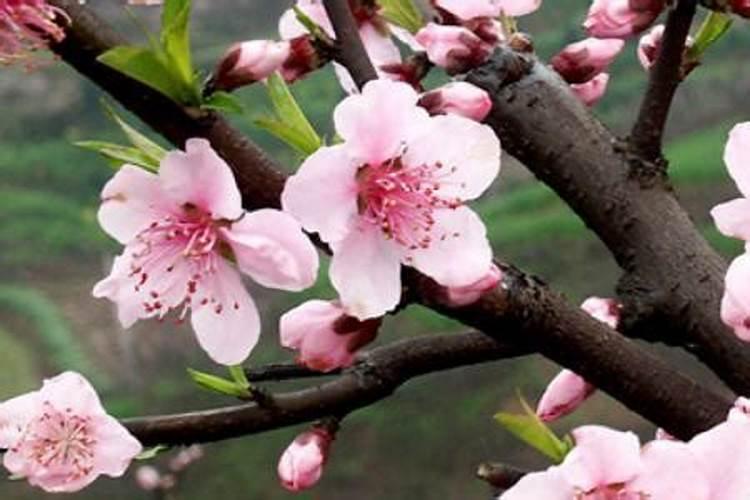 桃树保花保果用什么