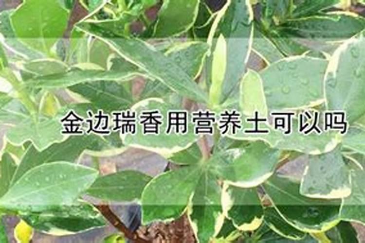 西柚是什么
