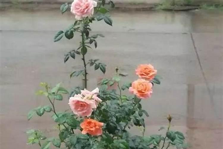 月季开花用什么肥