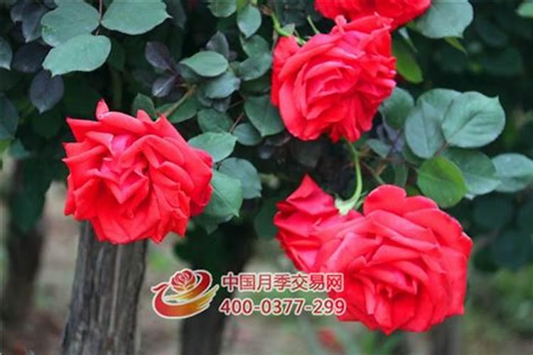 大花香水月季花期施肥技术要求有哪些？