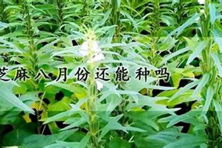 在北方可以种植八月瓜吗？种植时需要注意什么？