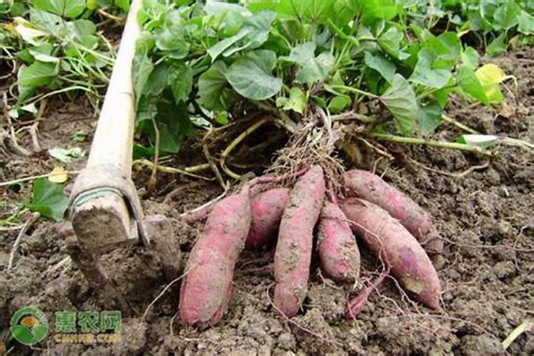 种红薯用什么肥料合适 种红薯用啥肥料合适