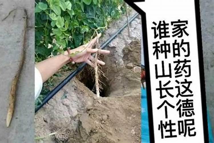 山药什么时候追肥比较好？想要高产应该如何施肥？