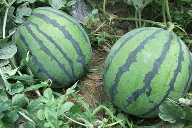 桂花树施复合肥可以吗？
