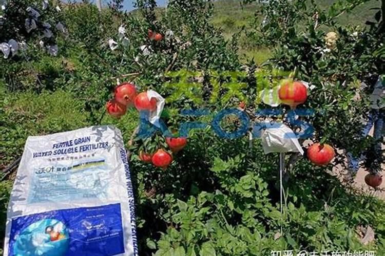 果树结果期用哪种水溶肥效果好？果树膨大期施肥怎么施？