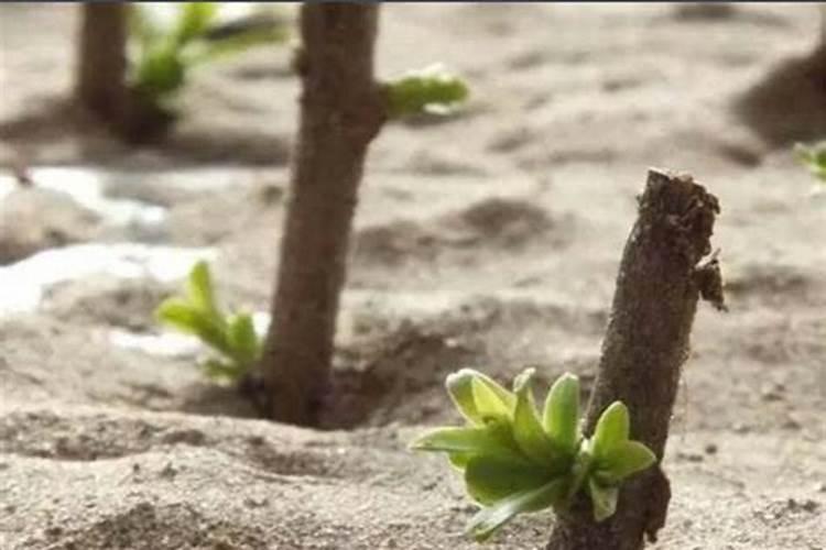 插枝植物未生根能喷洒叶面肥吗？扦插苗未生根可喷叶面肥