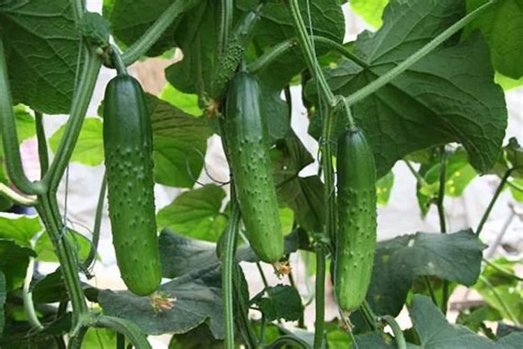 土豆种植方法步骤