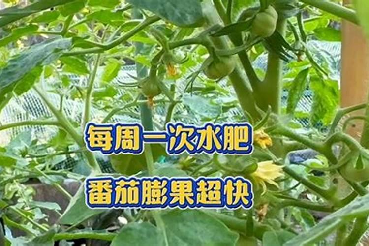果树肥料的种类及作用