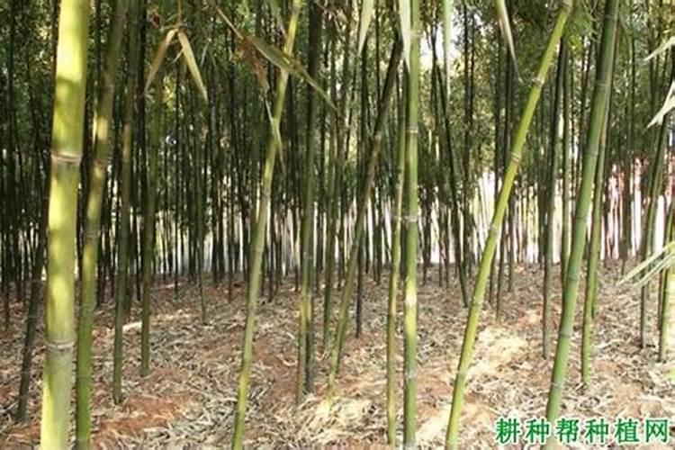 雷竹一亩种植多少棵？雷竹高产栽培技术