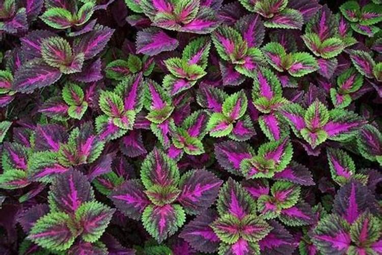 彩叶草施肥方法和注意事项