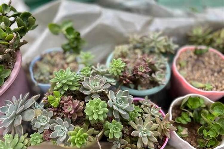 怎么让多肉植物开花