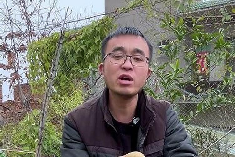 荔枝高产养殖需要什么条件荔枝花果期管理要点