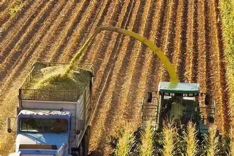 大葱种植高产施肥技巧大葱种植高产施肥应该怎么做