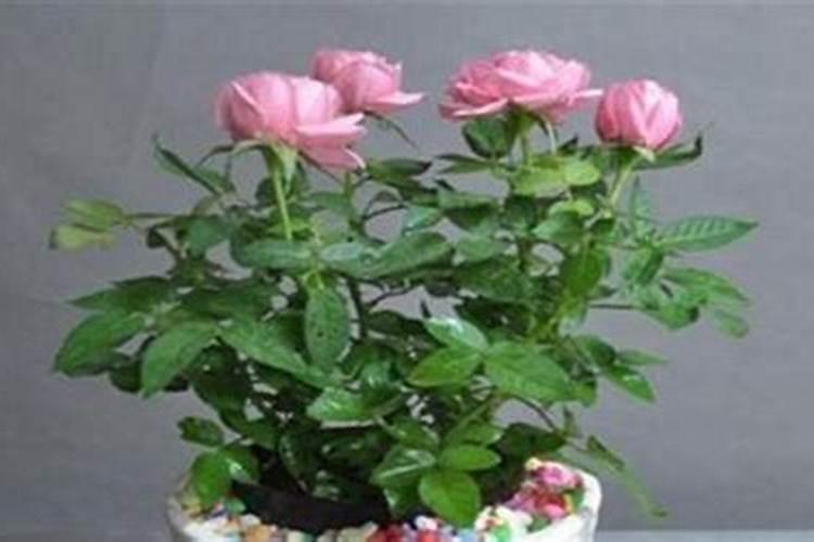 怎么养殖月季花开满盆 养殖月季花开满盆的技巧