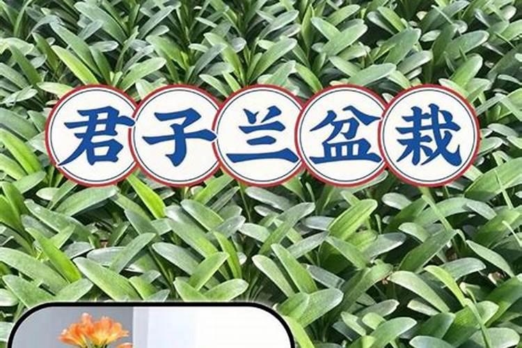 一叶莲水培用啥肥料