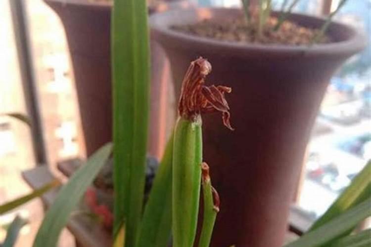 兰花怎么种植