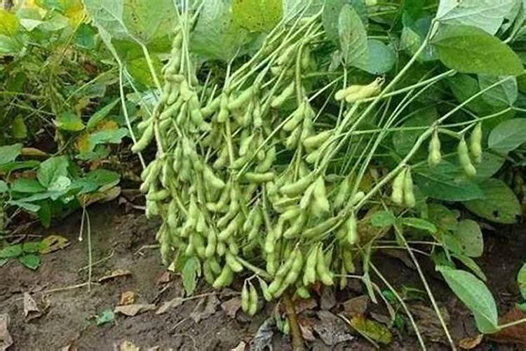 毛豆壳可以用来做花肥吗
