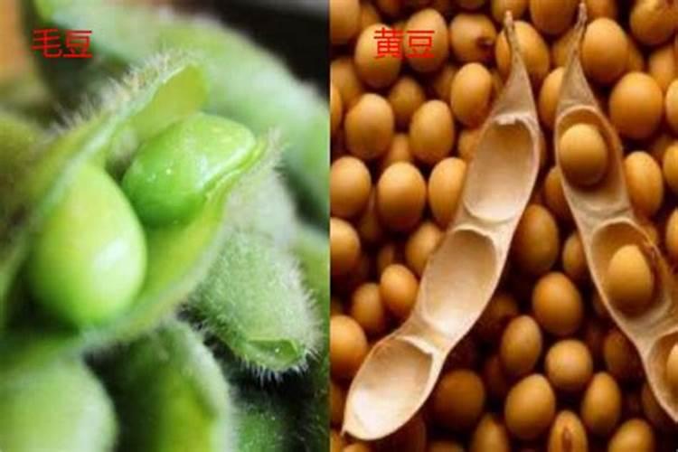 毛豆壳可以用来做花肥吗