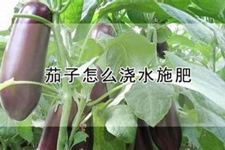 种茄子用什么肥料最好