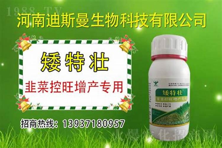 韭菜控旺用什么药
