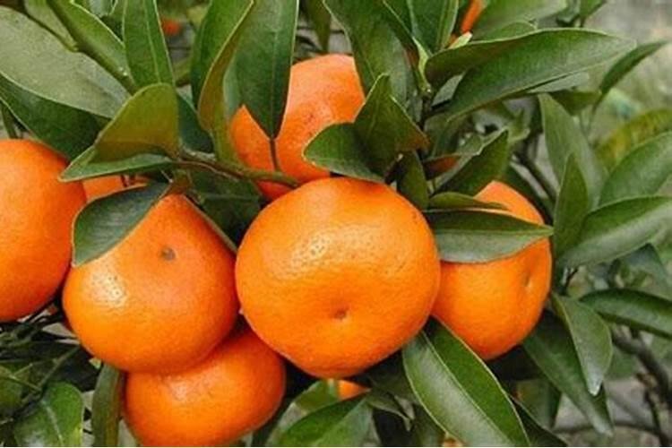 砂糖橘如何施肥 分享种植砂糖橘施肥技术经验