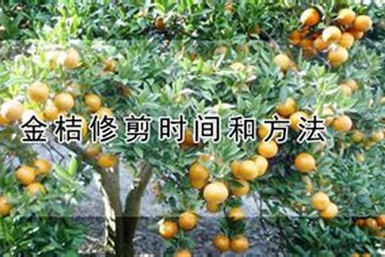 桔子施肥时间和方法 桔子施肥时间和方法是什么