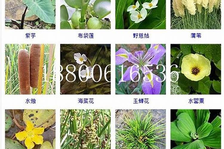 天然磷钾肥有哪些