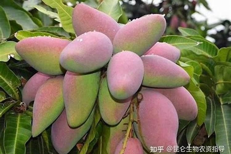 螯合硅钙镁水溶肥能和氮肥混用吗？