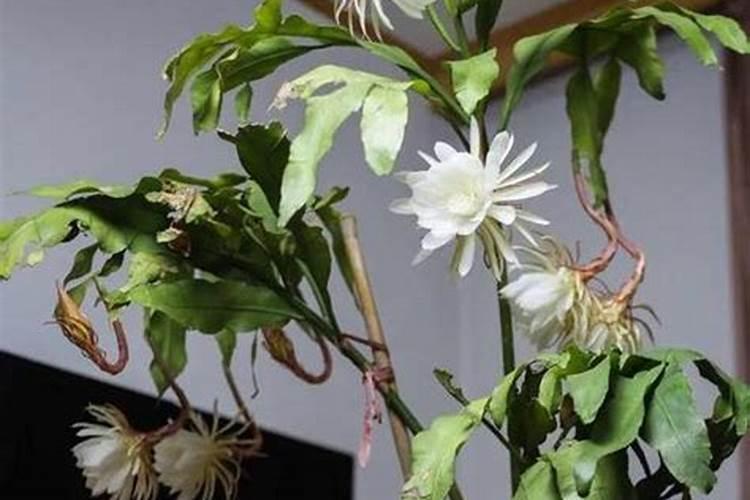 金投网棉花期货棉花市场当前走势分析,棉花期货金投网最新实时行情