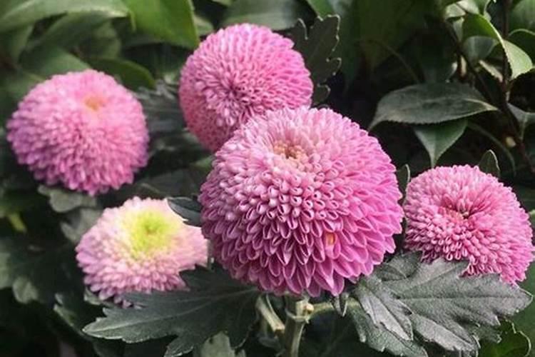 板栗的高产种植技术 板栗周年怎么管理