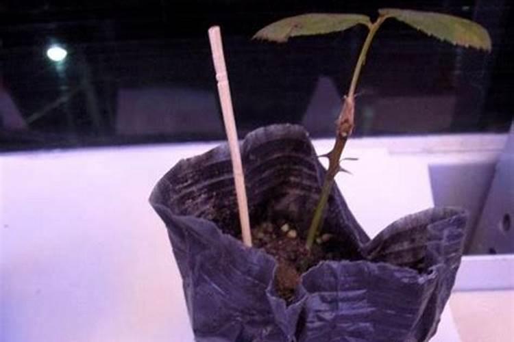 夏天绿罗多久施肥 夏季绿植长势如何,需几次施肥？
