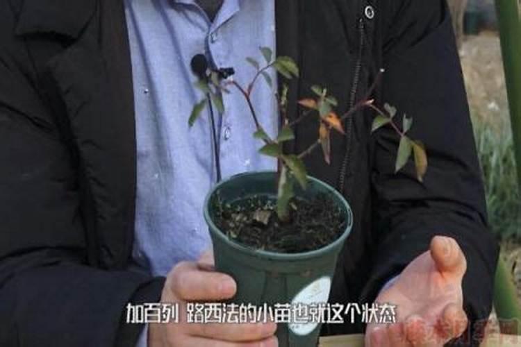 月季花怎么施肥 月季花施什么肥好