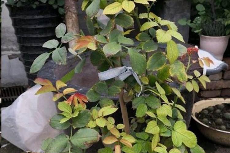 刚服盆成功的月季小苗该怎么管理？