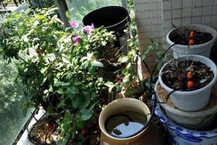 磷酸二氢钾里可以➕花多多浇花吗？