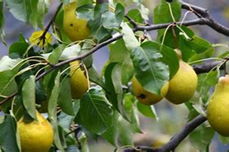 春季苹果树巧施肥