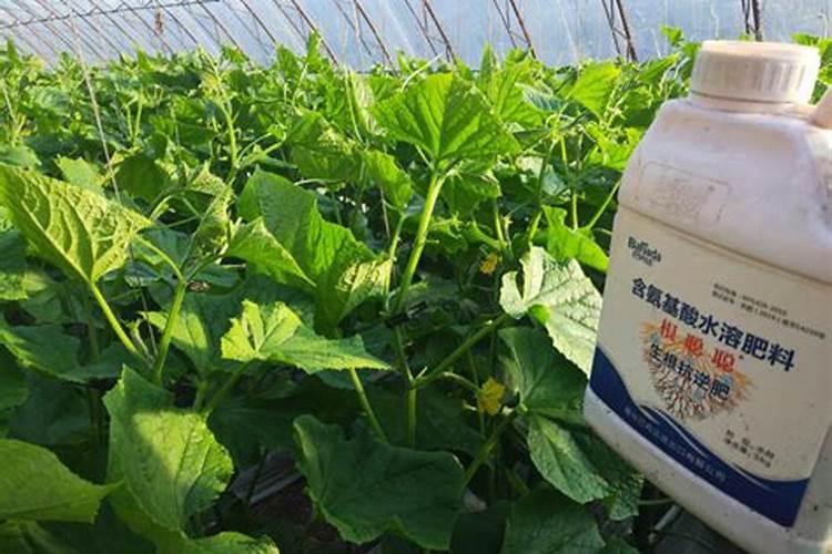 茄子病毒病用什么药？