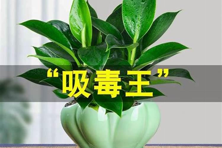 在果树上如何施用钙肥