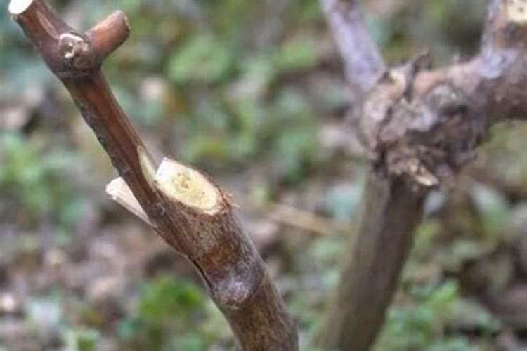 葡萄硼肥什么时候打最好？开花前？还是花期打？