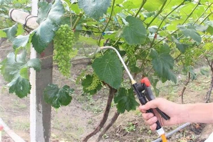 葡萄开花后施什么肥葡萄开花后怎么施肥