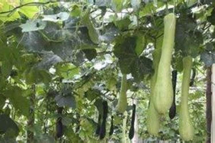 砍瓜种植五大注意事项介绍!