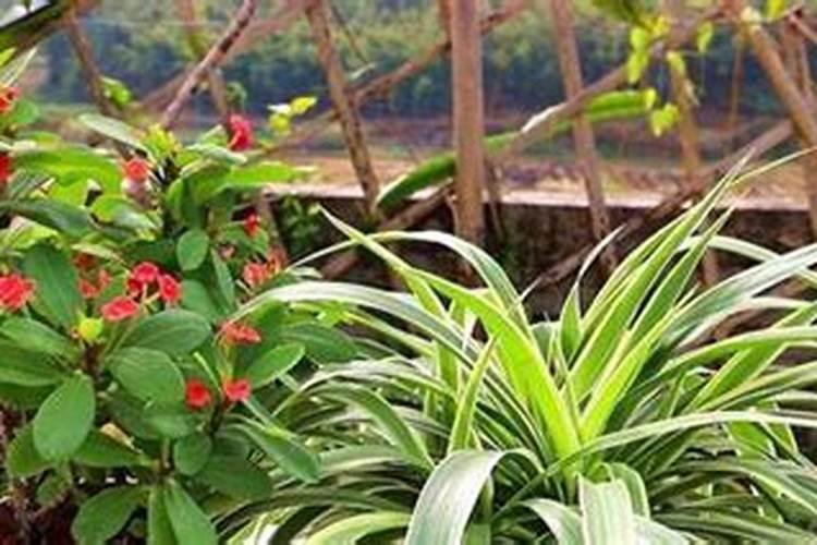 种花草要下什么肥料