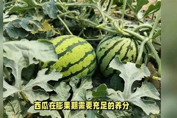 排名前十的西瓜冲施肥
