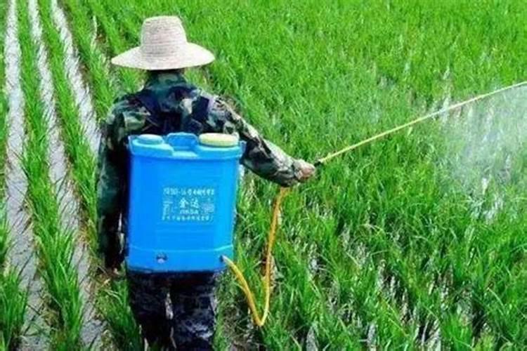 果树施肥几天能吸收