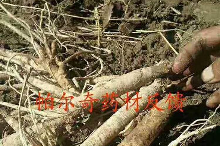 请各位高人帮俺看看这是什么植物？