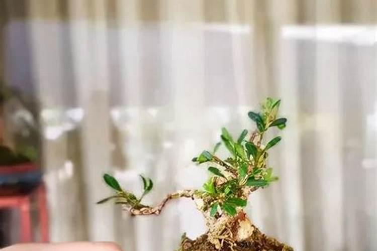 黄杨新桩施肥方法 黄杨盆景施肥方法
