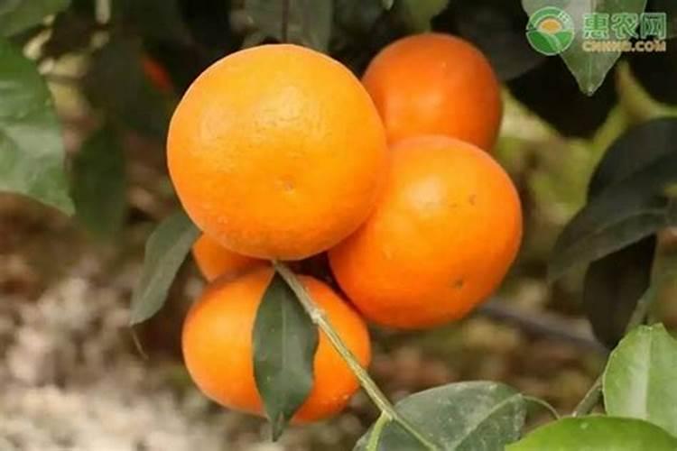 果树移植后应该施什么肥料