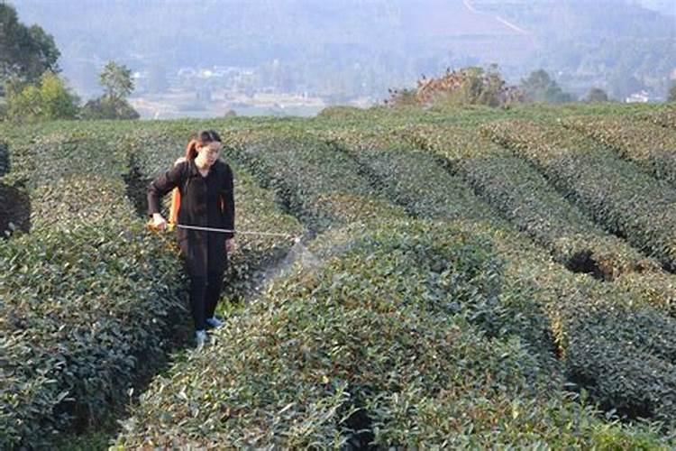 受过洪灾的茶树应该在根外追肥还是喷施叶面肥呢？为什么呢？